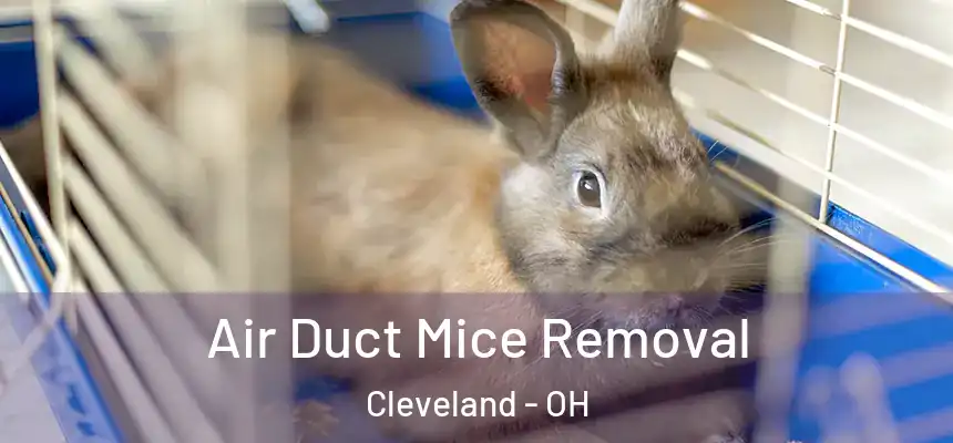 Air Duct Mice Removal Cleveland - OH